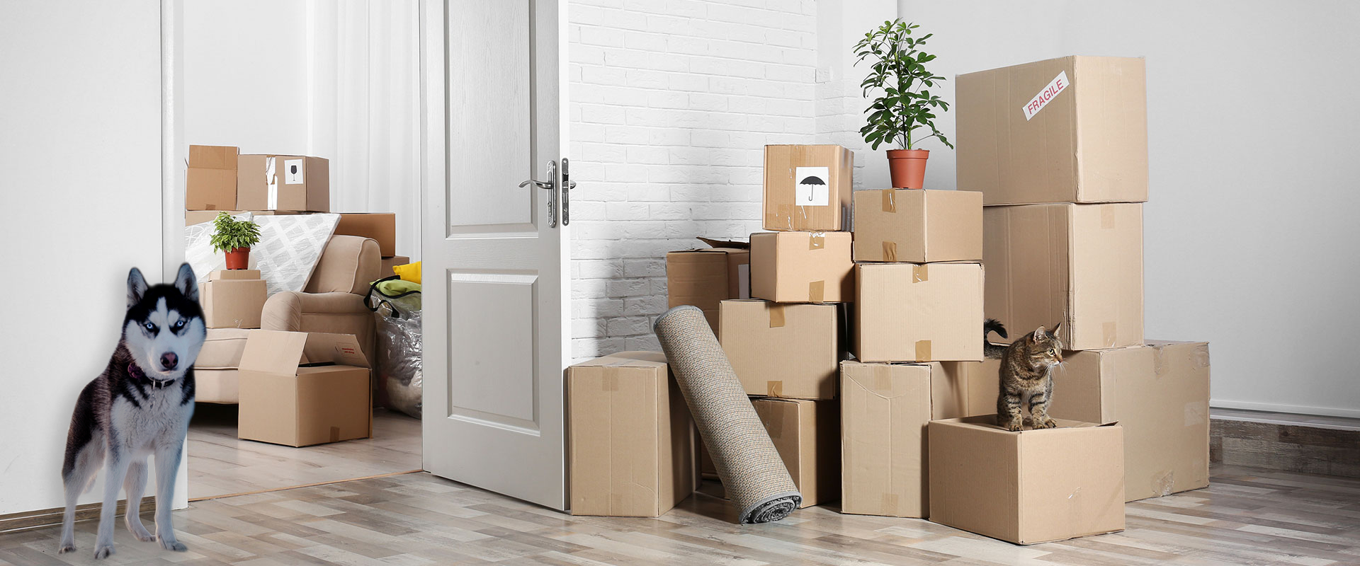 moving-boxes-dog-2